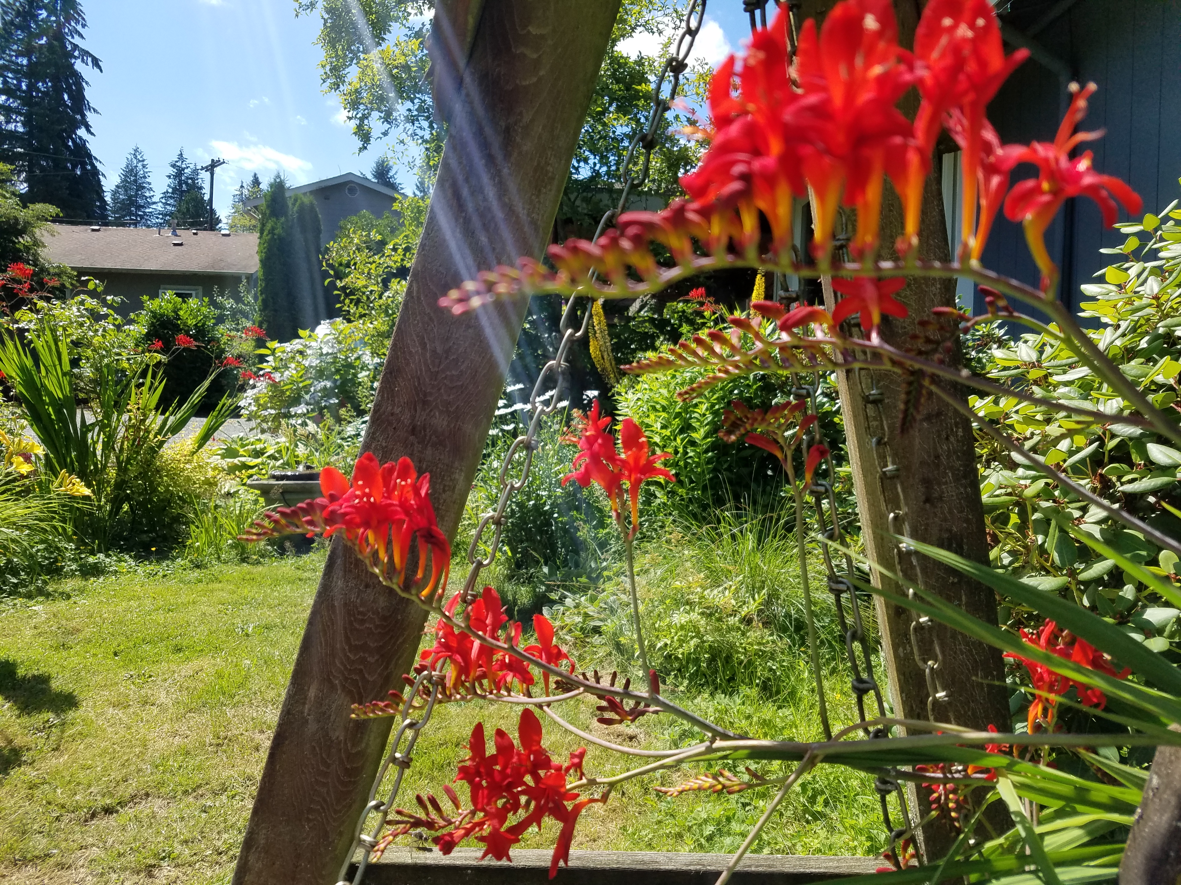 Photograph of nursery grounds with red crocosmia in the foreground